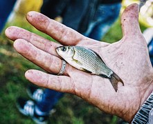 В водоемы Тюменской области выпустили более 100 млн штук личинок рыб