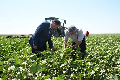 В Казахстане внедрение капельного орошения позволяет удвоить производство хлопка
