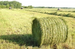 В Кировской области идет массовая заготовка кормов