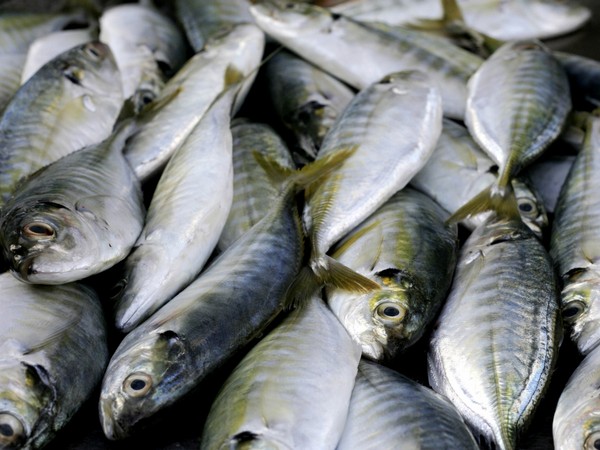 Минсельхоз России: на 9 июля вылов рыбы составил 2,53 млн тонн