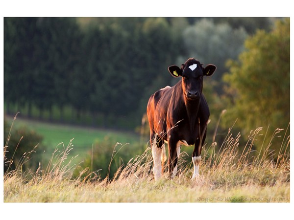 В Курганской области запрещен вывоз крупного рогатого скота за пределы Целинного района