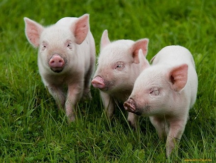 В Башкирскую мясную компанию прибыла вторая партия датских свиней 