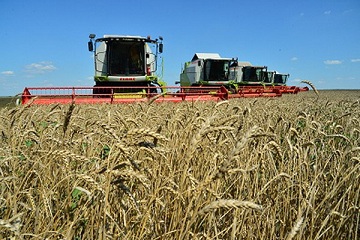 Хлеборобы Саратовской области намолотили более 500 тысяч тонн зерна нового урожая