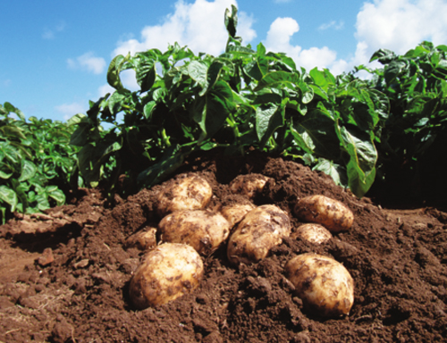 Начинайте защиту урожая  картофеля с клубней