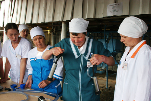 Кто лучше всех доит коров? В Челябинской области состоялся конкурс профессионального мастерства