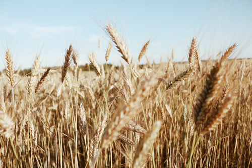 Урожай пшеницы ожидается выше среднего,  при условии борьбы с болезнями и сорняками – ученый