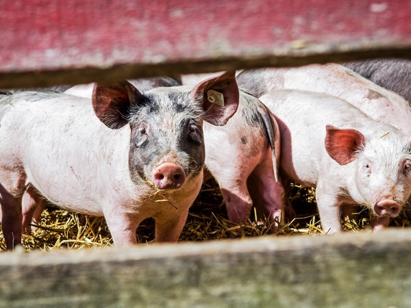 В Челябинской области реализуется инновационный проект в сфере селекции свиней 