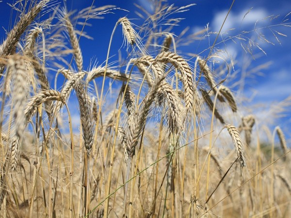 Тюменские аграрии экспериментируют с новыми сортами зерновых