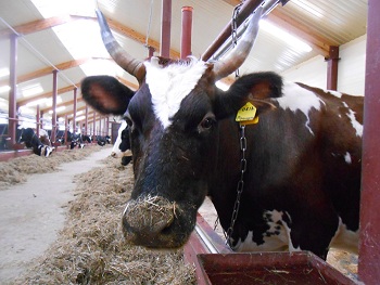 В северном районе Кировской области фермер запустил молочно-товарную ферму