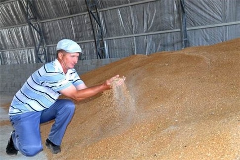 В Чувашии намолочено более 300 тыс. тонн зерна