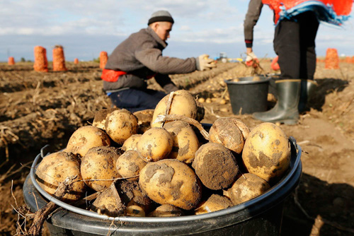 Анализ состояния и путей развития производства, селекции и семеноводства картофеля в России