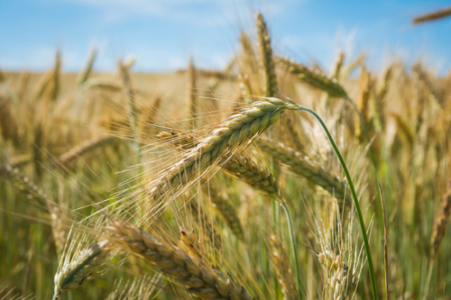 Производство и предложение пшеницы на мировом рынке будут сокращены