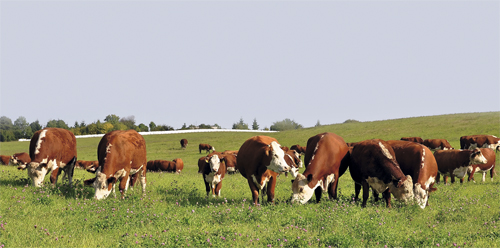 Воспроизводство стада: особенности организации в мясном скотоводстве