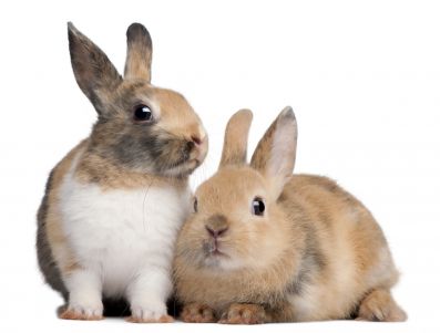 В Пензенской области обсудили перспективы развития кролиководства