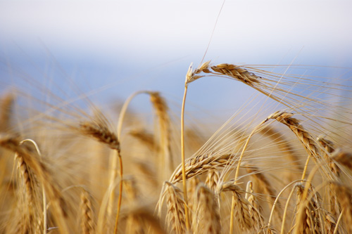 Задолженность перед фермерами  за зерно полностью погашена – Продкорпорация