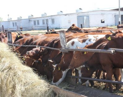 Минсельхоз России распределил субсидии на развитие мясного скотоводства