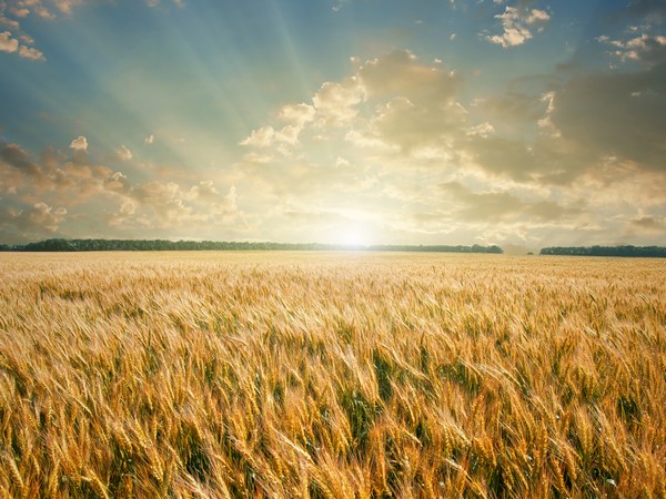 Цены на российские зерновые продолжают балансировать 