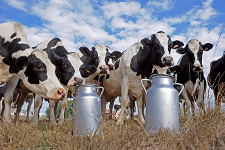 В 26 районах Нижегородской области выросло производство молока 