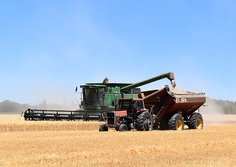 В Новосибирской области урожайность зерновых и зернобобовых культур оказалась выше ожидаемой 