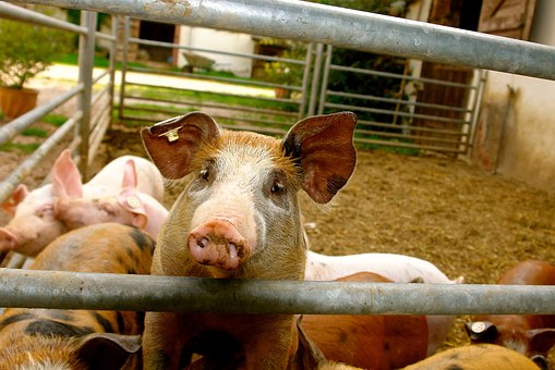 Томская область в рейтинге регионов – лидеров по росту производства свинины 