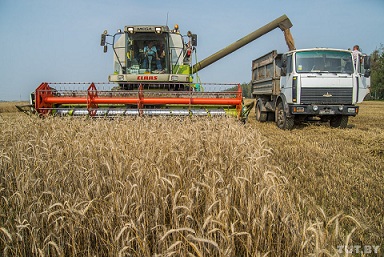 Омские аграрии намолотили первый миллион тонн зерна