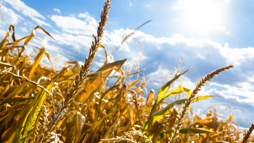 Климат и агротехнологии:  некоторые приемы борьбы с засухой