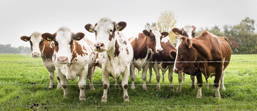 Нодулярный дерматит крупного рогатого скота –  загадка сложная, но решение есть