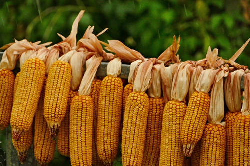 Казахстан будет поставлять ячмень и кукурузу на китайский рынок