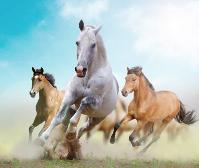 Новосибирский Россельхознадзор не дал увезти хакасских лошадей в Казахстан
