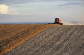 В Новосибирской области аграрии Маслянинского и Мошковского районов первыми завершили уборку зерновых 