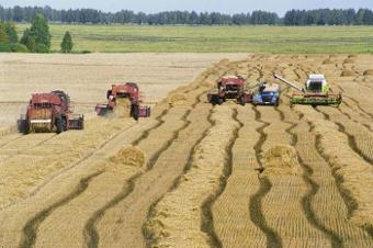 В Тюменской области Сорокинский район первым завершил обмолот зерновых и зернобобовых культур
