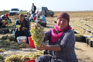 72,5% выращенного в Казахстане винограда приходится на Туркестанскую область 