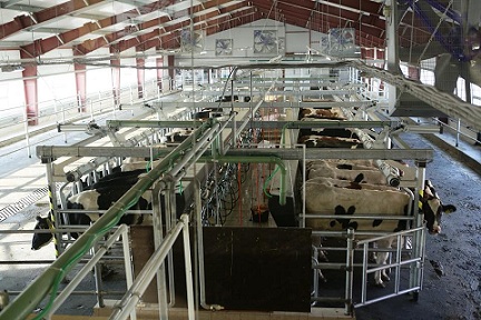 В Ульяновской области построили новый животноводческий комплекс