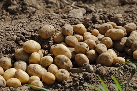 Тюменские аграрии собрали богатый урожай картофеля