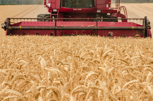 У России сохраняется мощный зерновой экспортный потенциал