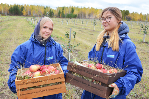 Яблоки «на снегу»? Опыт выращивания фруктов и ягод в климатических условиях Южного Урала