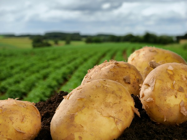 Нижегородские аграрии закончили уборку картофеля