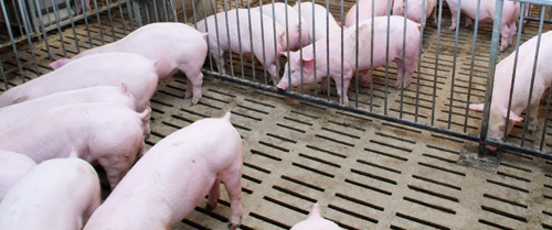Технологии реконструкции свиноводческих помещений  с применением щелевых полов