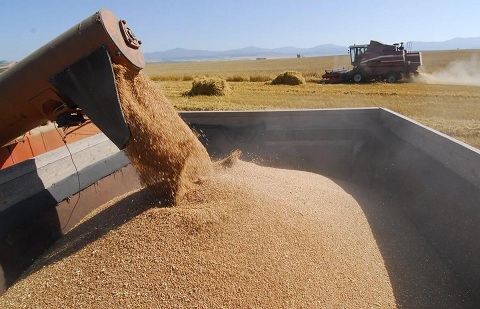 В Омской области намолочено 3,3 млн т зерна 