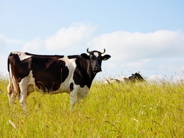 В сельхозпредприятиях Саратовской области произведено более 103 тысяч тонн молока 