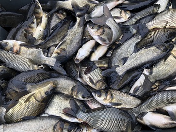 В Пензенской области произвели зарыбление озера молодью ценных видов рыб