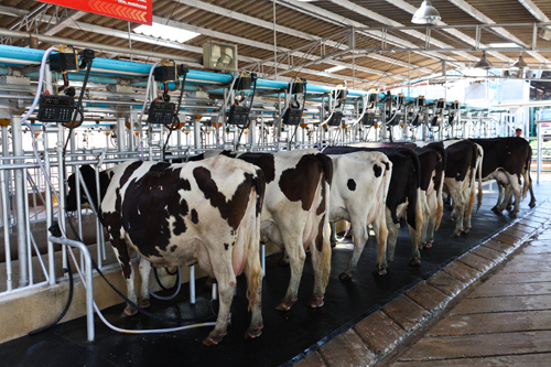 Молочная продуктивность коров при доении в доильных залах:  какие факторы определяют уровень