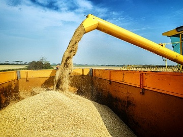 На российском рынке преобладает рост стоимости зерновых