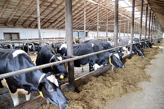 В Кировской области строятся новые молочные фермы 