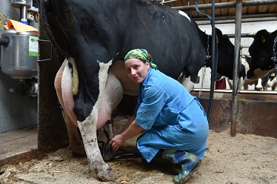 Удмуртия: положительная динамика в молочном животноводстве сохраняется 