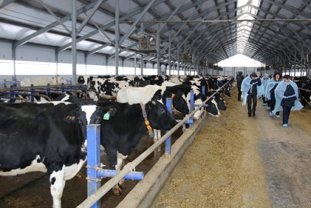 В Башкортостане внедрение цифровых технологий на молочных фермах позволяет повышать надои