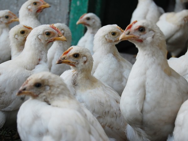 В России растет производство мяса птицы