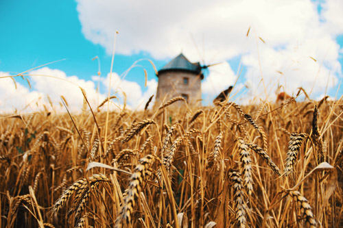 Продкорпорация объявила  закупочную цену на пшеницу 3 класса