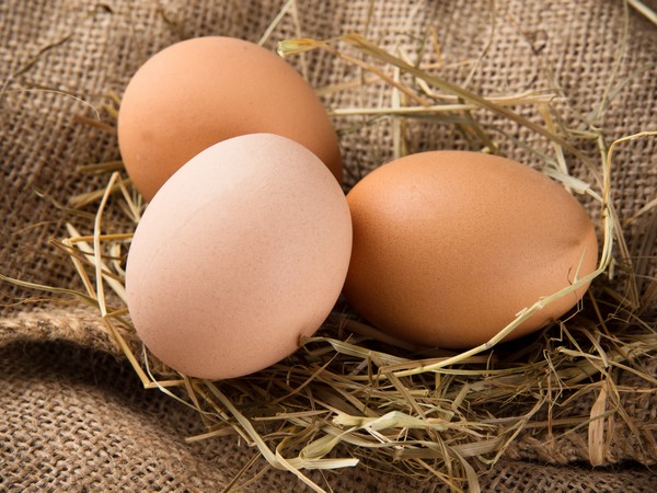 В Челябинской области будут производить инкубационное яйцо для яичных птицефабрик России и ближнего зарубежья 