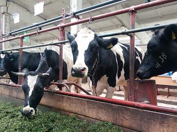 В Кузбассе ещё три начинающих фермера получили гранты на развитие молочного животноводства
